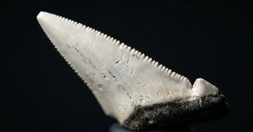 Macro photograph highlighting the fine saw-like serrations along the edge of a shark tooth.