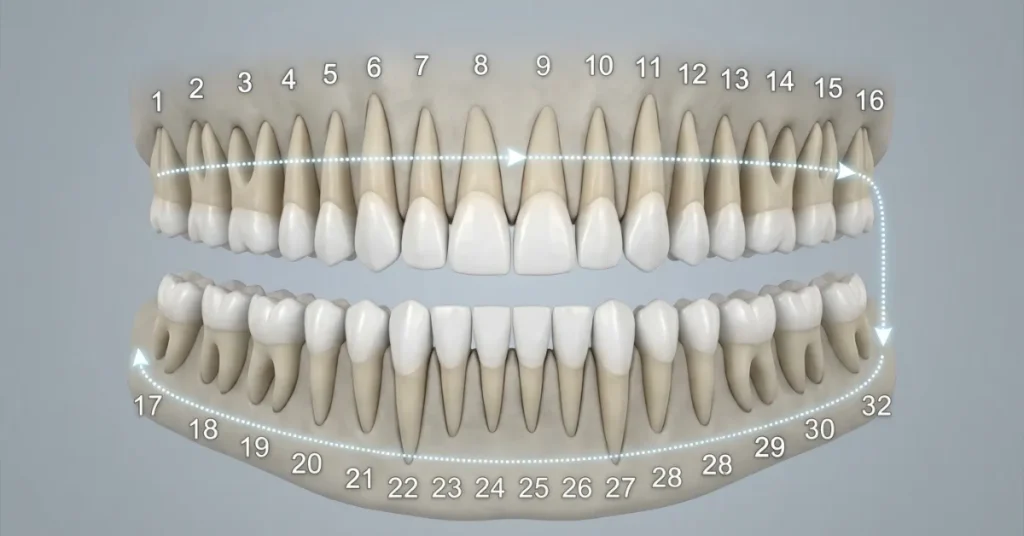 3D dental arch chart showing the sequential path of the ADA Universal Numbering System from tooth 1 to 32 across the upper and lower jaws.