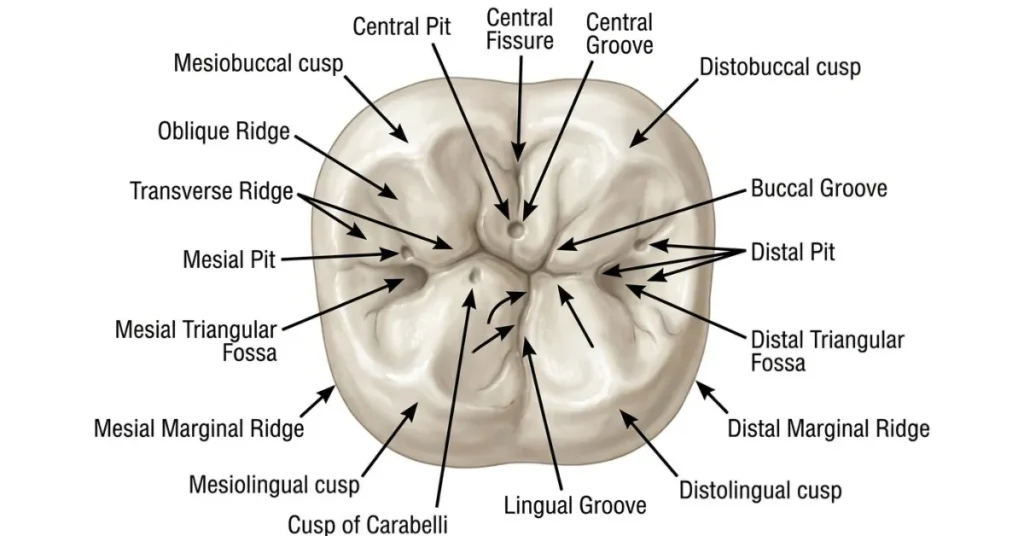 Detailed occlusal surface anatomy diagram of a molar mapping anatomical structures including the cusps, ridges, central pit, triangular fossae, and connecting grooves.